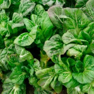 玉露入り辛子高菜漬け 大サイズ