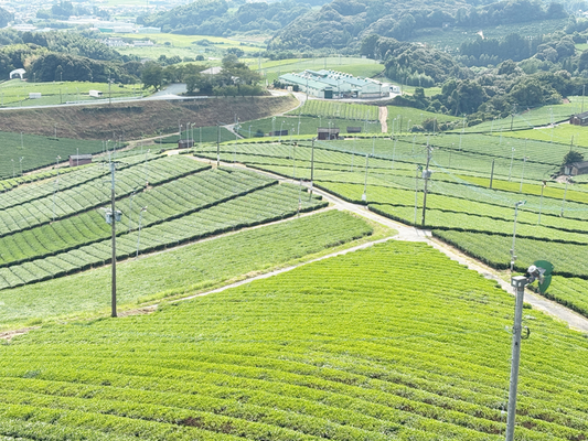 奥八女茶の葉堂