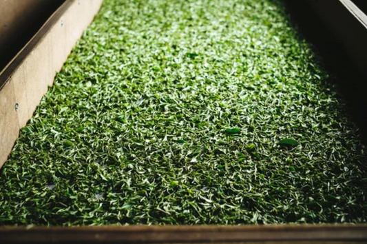 なぜ『奥八女茶の新茶』は別格なのか？お茶屋が教える、初夏しか味わえない濃厚な甘みの秘密